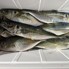 1月19日（月）午後便・アジ釣りの写真その9