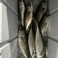 1月19日（月）午後便・アジ釣りの写真その10