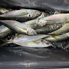 1月19日（月）午後便・アジ釣りの写真その11