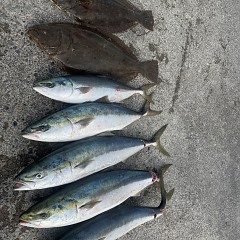 1月 20日（火）一日便・泳がせ釣りの写真その11