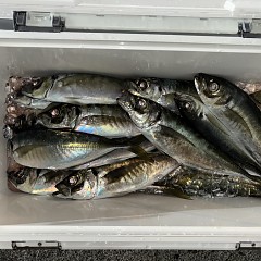 1月24日(土)午後便・アジ釣りの写真その6