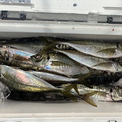 1月24日(土)午後便・アジ釣りの写真その7