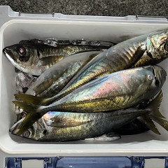 1月24日(土)午後便・アジ釣りの写真その8