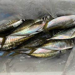 1月24日(土)午後便・アジ釣りの写真その9