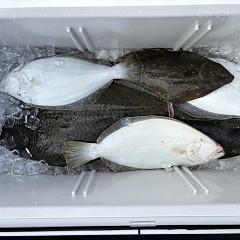 1月26日(月)一日便・泳がせ釣りの写真その6