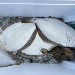 1月26日(月)一日便・泳がせ釣りの写真その8