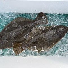 1月26日(月)一日便・泳がせ釣りの写真その10