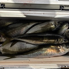 1月27日（火）午後便・アジ釣りの写真その4