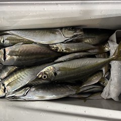 1月27日（火）午後便・アジ釣りの写真その5