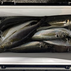 1月27日（火）午後便・アジ釣りの写真その6