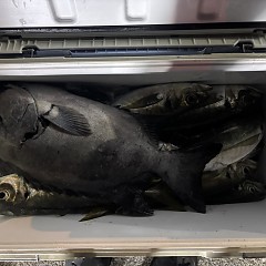 1月27日（火）午後便・アジ釣りの写真その7