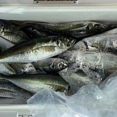 1月27日（火）午後便・アジ釣りの写真その8