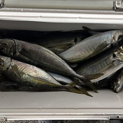 1月27日（火）午後便・アジ釣りの写真その9