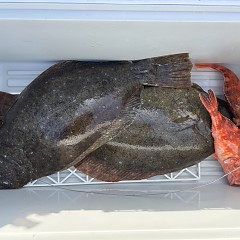 1月29日（木）午前便・泳がせ釣り・午後便・アジ釣りの写真その4