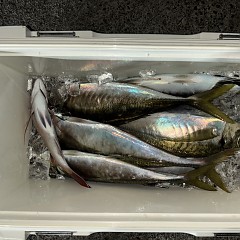 1月29日（木）午前便・泳がせ釣り・午後便・アジ釣りの写真その5