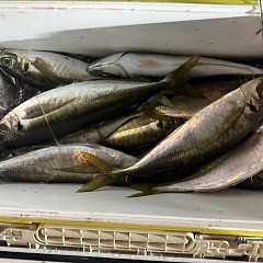 1月30日（金）午後便・アジ釣りの写真その5