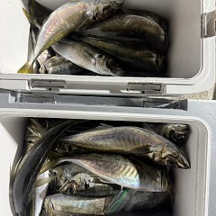 1月30日（金）午後便・アジ釣りの写真その6