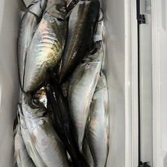 1月30日（金）午後便・アジ釣りの写真その7