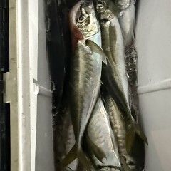 1月30日（金）午後便・アジ釣りの写真その8