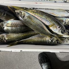 1月30日（金）午後便・アジ釣りの写真その9