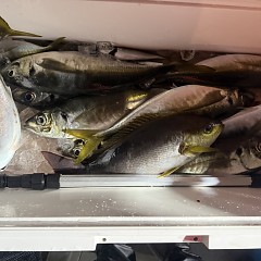 1月30日（金）午後便・アジ釣りの写真その10