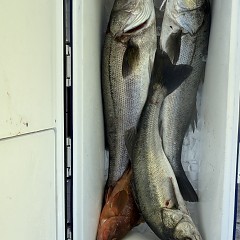 1月 31日(土)一日便・泳がせ釣りの写真その12