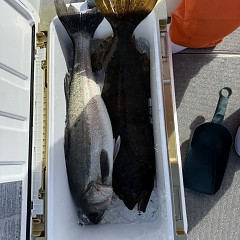 1月31日(土)午前便・泳がせ釣りの写真その8