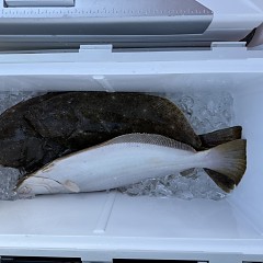 1月31日(土)午前便・泳がせ釣りの写真その10