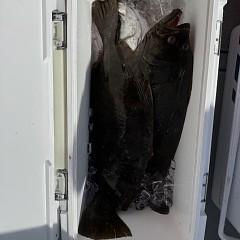 1月31日(土)午前便・泳がせ釣りの写真その11