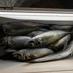 1月31日(土)午後便・アジ釣りの写真その5