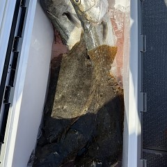 2月 1日（日）午前便・泳がせ釣りの写真その10