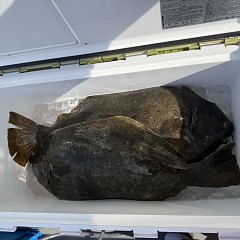 2月 1日（日）午前便・泳がせ釣りの写真その11