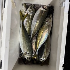 2月 1日（日）午後便・アジ釣りの写真その10