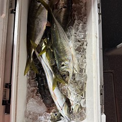 2月 1日（日）午後便・アジ釣りの写真その11