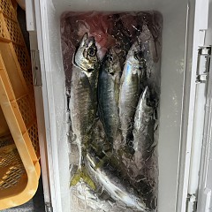 2月 1日（日）午後便・アジ釣りの写真その12