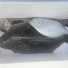 2月 2日（月）午前便・泳がせ釣りの写真その2