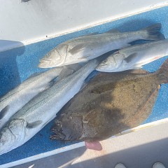 2月 2日（月）午前便・泳がせ釣りの写真その3