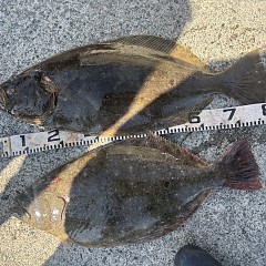 2月4日（水）午前便・泳がせ釣りの写真その5