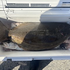 2月4日（水）午前便・泳がせ釣りの写真その7