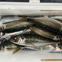 2月4日（水）午後便・アジ釣りの写真その4