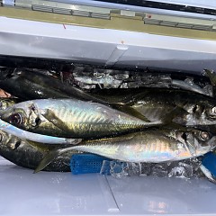 2月4日（水）午後便・アジ釣りの写真その5