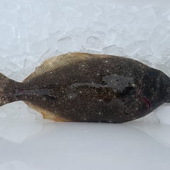 2月 5日（木）一日便・泳がせ釣りの写真その5