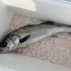 2月 5日（木）一日便・泳がせ釣りの写真その6