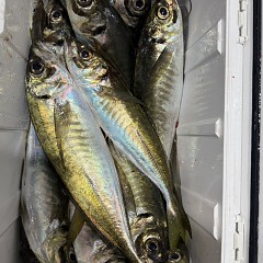 2月5日（木）午後便・アジ釣りの写真その7