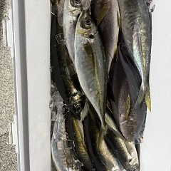 2月5日（木）午後便・アジ釣りの写真その8