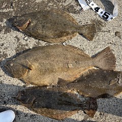 2月6日（金）一日便・泳がせ釣りの写真その6