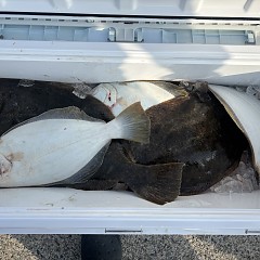 2月6日（金）一日便・泳がせ釣りの写真その7