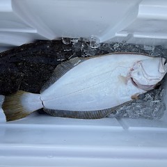 2月6日（金）一日便・泳がせ釣りの写真その9