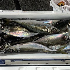 2月7日（土）午後便・アジ釣りの写真その9