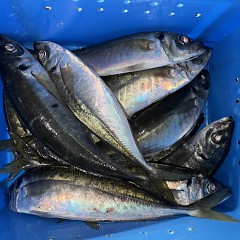 2月7日（土）午後便・アジ釣りの写真その10